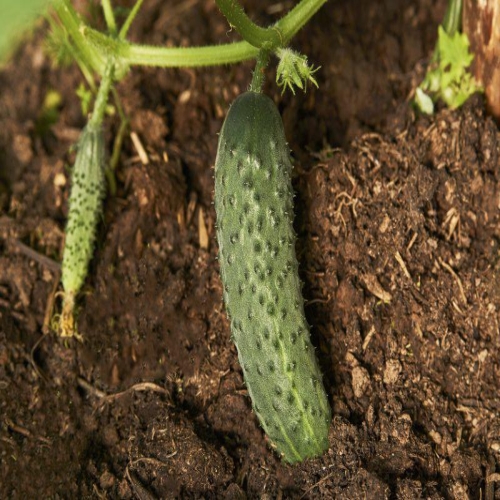 Cultura de castraveti – Informatii utile