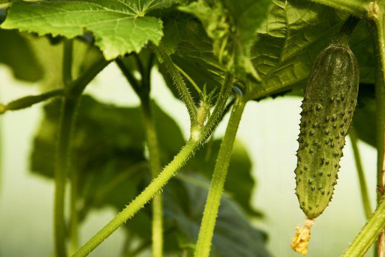 Cultura de castraveti – Informatii utile img.1