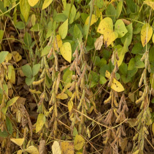 Cultura de soia – Tot ce trebuie sa stii