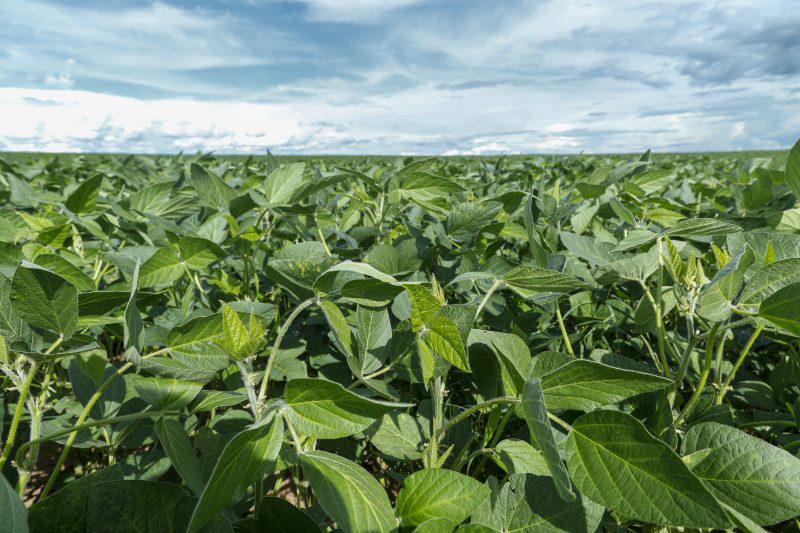 Cultura de soia – Tot ce trebuie sa stii img.1