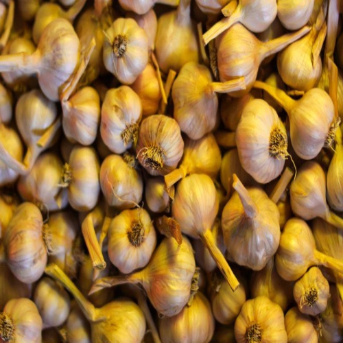 Cultura de usturoi – Informatii utile