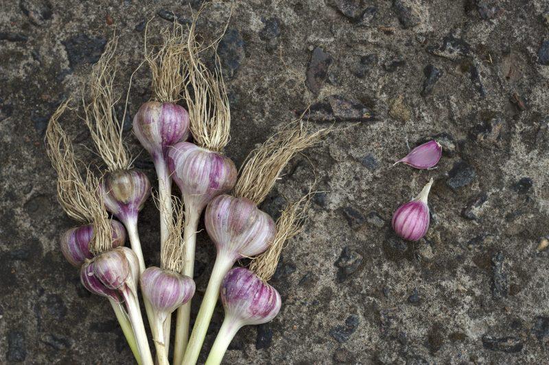 Cultura de usturoi – Informatii utile img.1