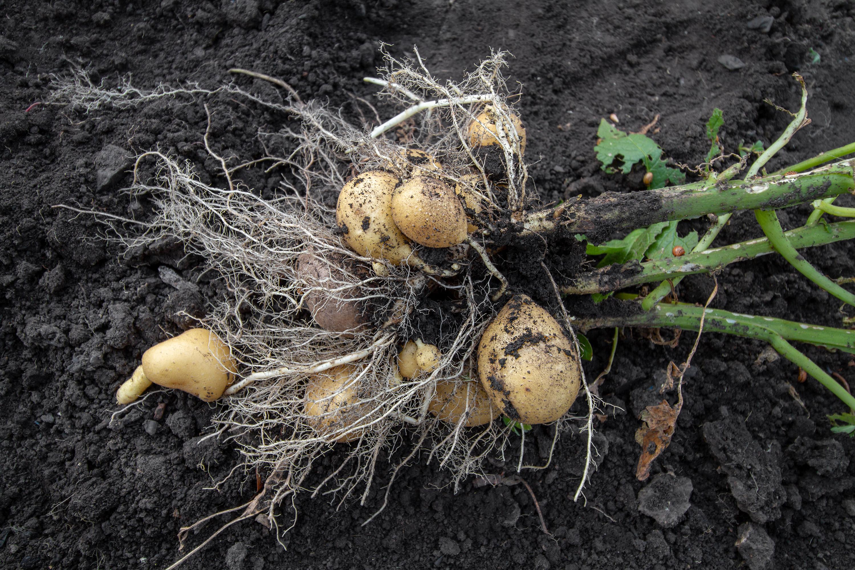 Culturile de radacinoase. Semanare si recoltare img.2
