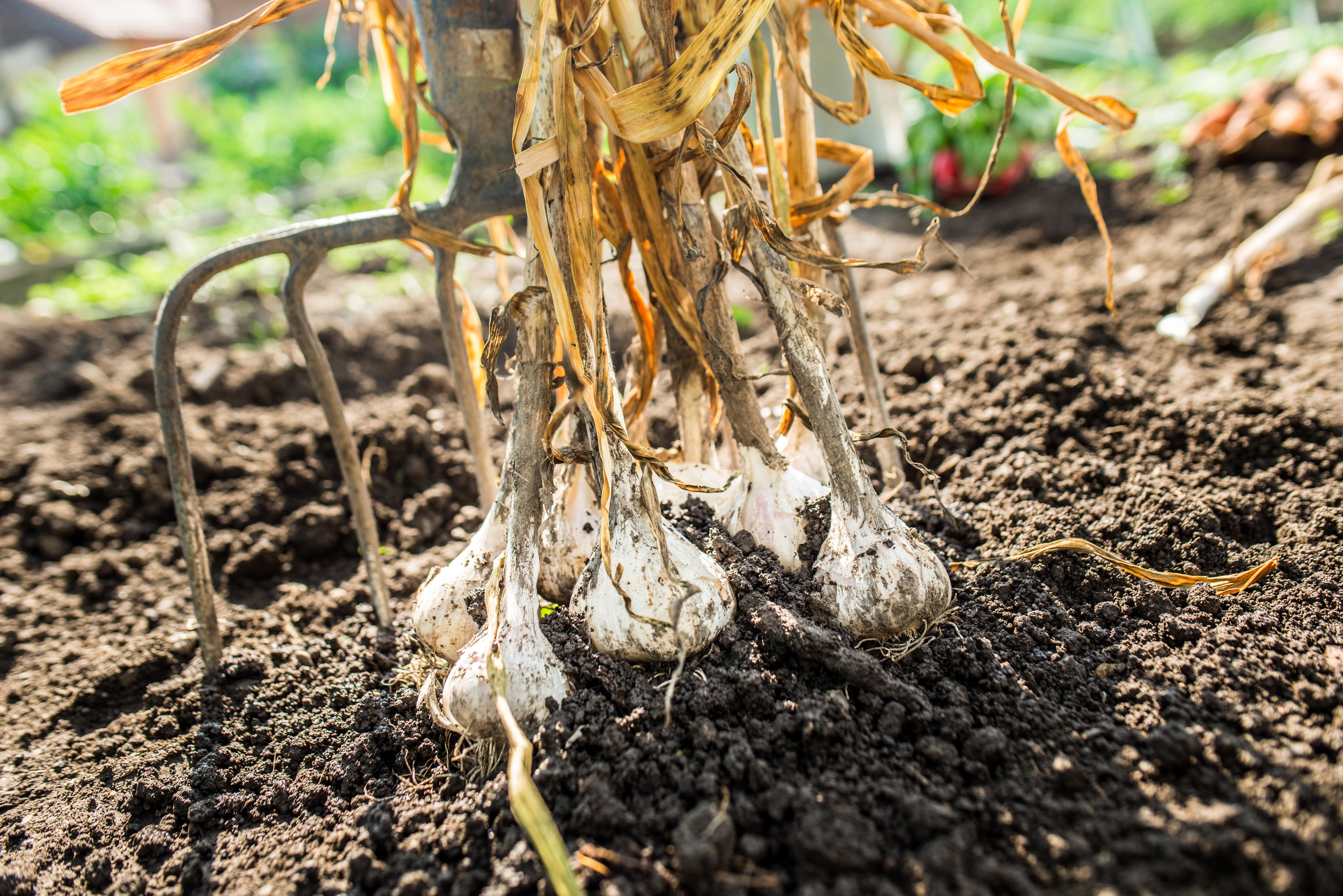 Culturile de radacinoase. Semanare si recoltare img.1