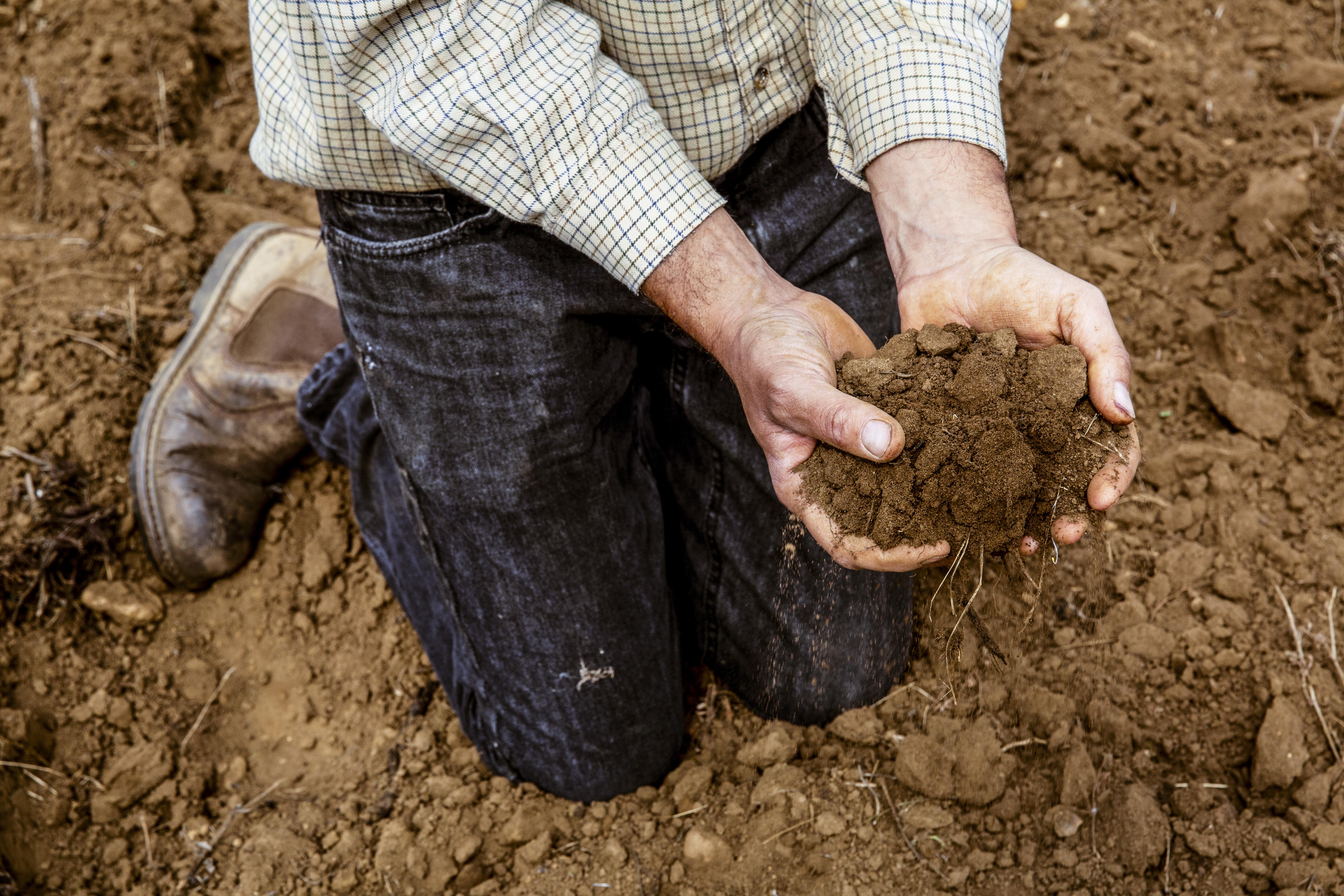 Cum pregatim solul inainte de semanare. Fundamentul unei recolte bune img.1