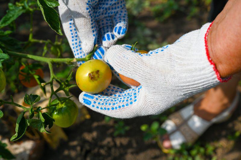 Mana tomatelor – Cauze si metode de combatere img.2