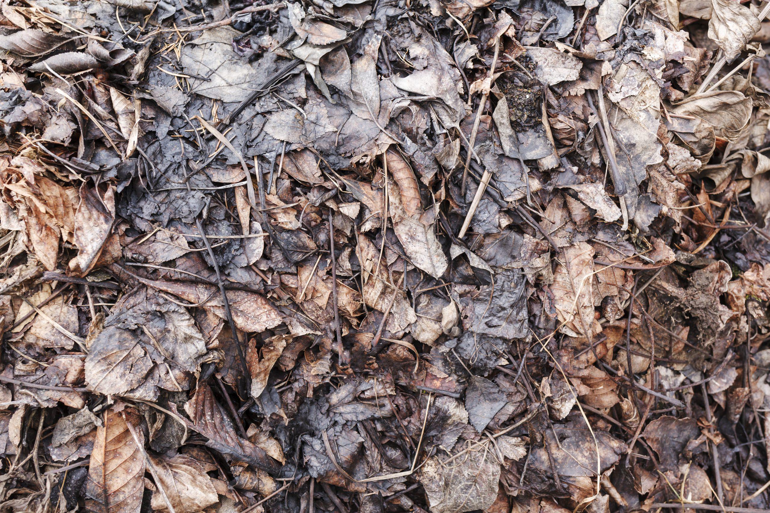 Pregatirea solului inainte de plantare – Informatii utile img.1