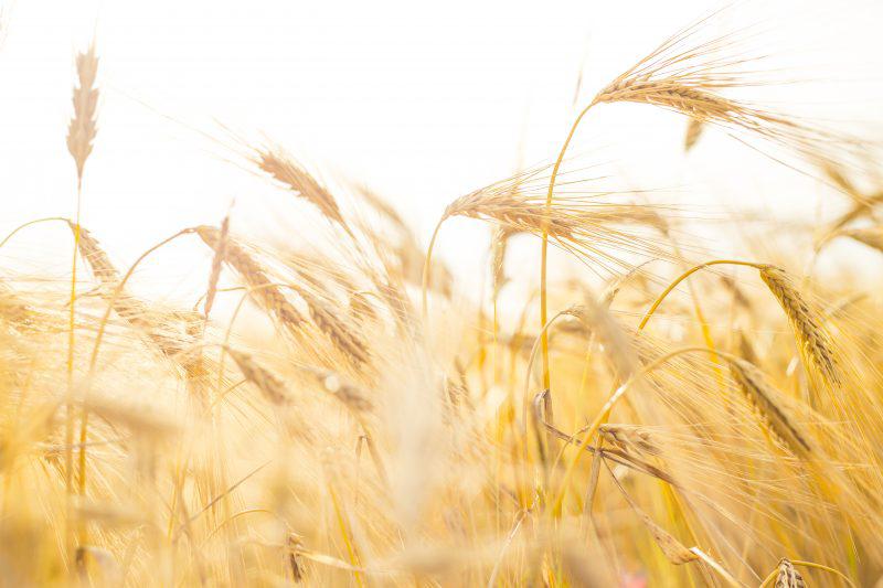 Triticale – Cum sa obtii o cultura de calitate img.2