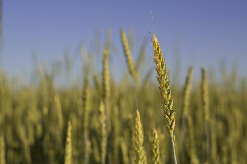Triticale – Cum sa obtii o cultura de calitate img.1